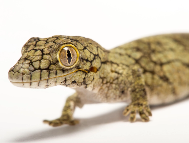 arboreal gecko habitat arboreal gecko habitat