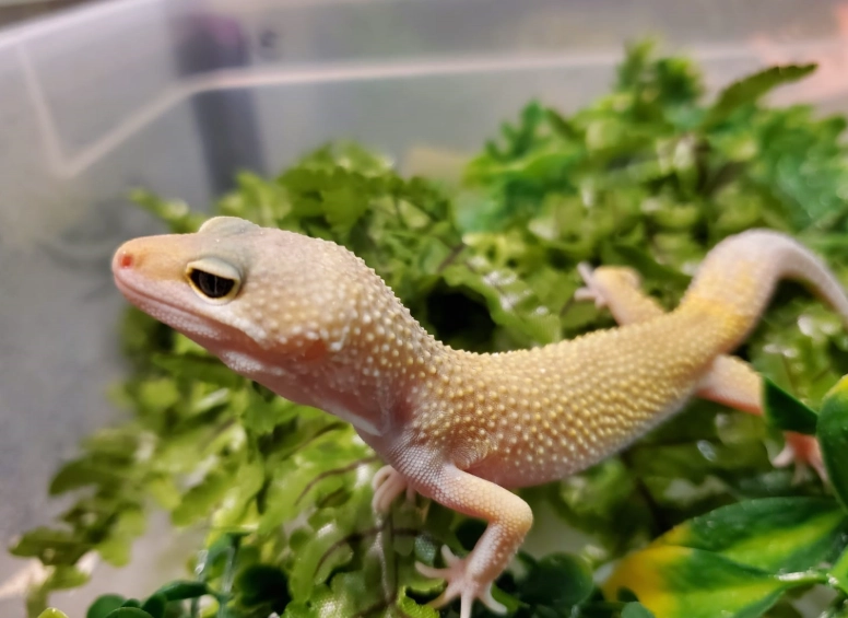 leopard gecko morphs