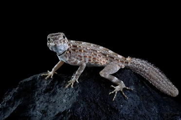 is it safe to cohabitate scorpion tailed geckos