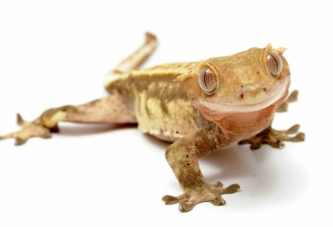 can chameleons live with geckos can chameleons live with geckos