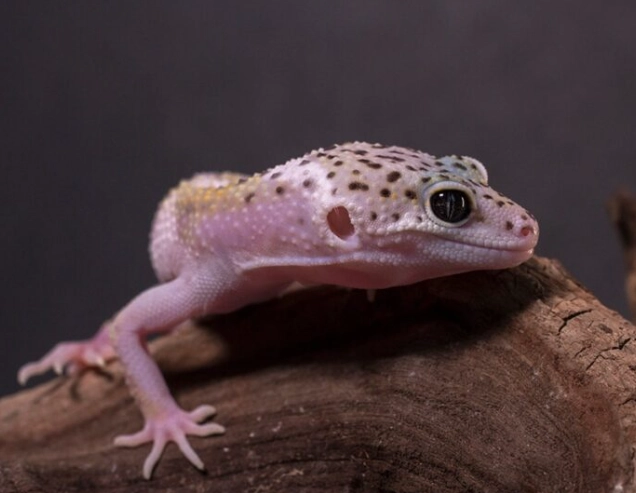 chameleon gecko cohabitation chameleon gecko cohabitation