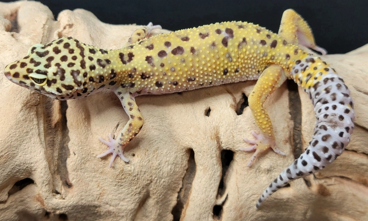 midnight blizzard leopard gecko price