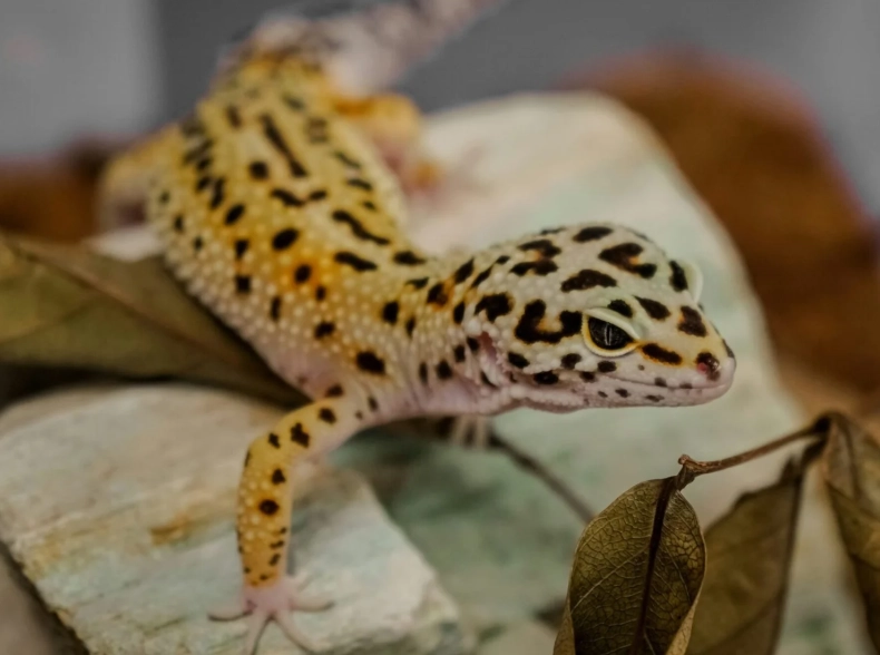 blizzard leopard gecko care