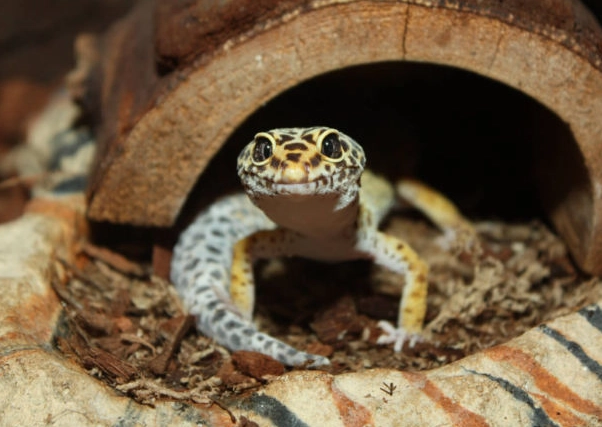 gecko bite treatment