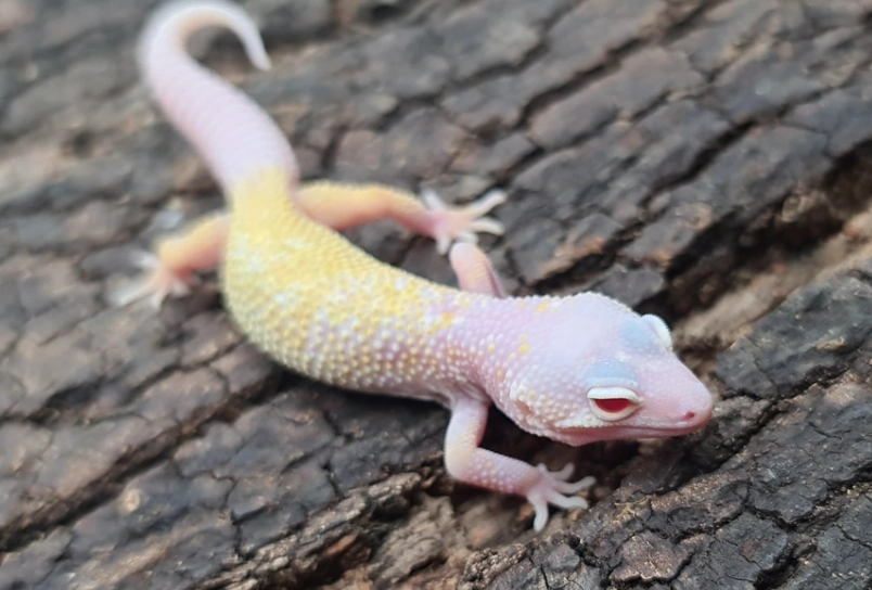 gecko care