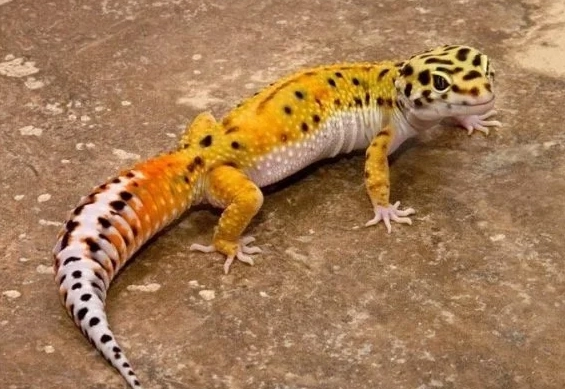 blizzard morph health