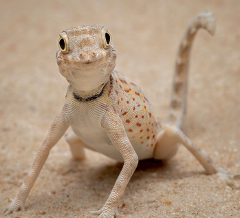 scorpion tailed gecko care