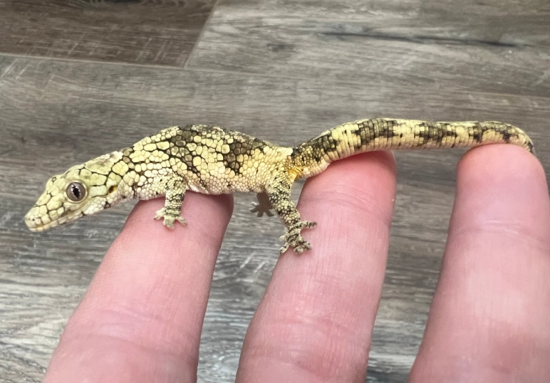 Eurydactylodes care Eurydactylodes care