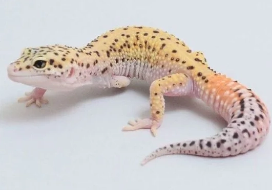 blizzard leopard gecko care