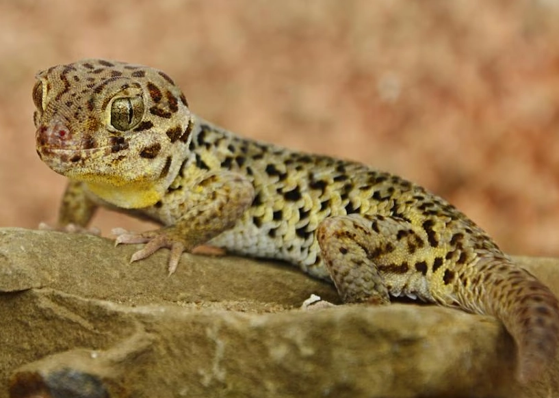 Spotted gecko care sheet