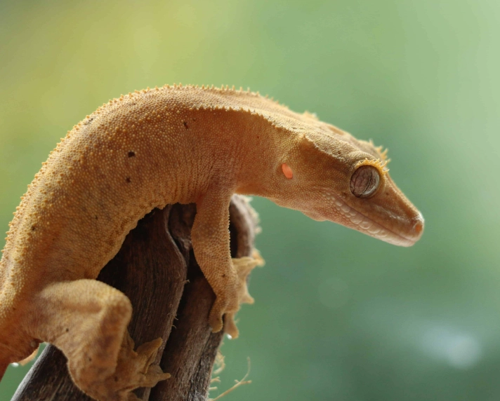 crested gecko diet