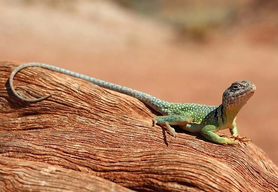 chameleon gecko pet chameleon gecko pet