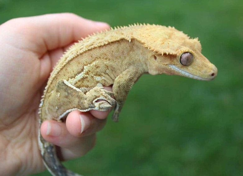 single vs multiple crested geckos single vs multiple crested geckos