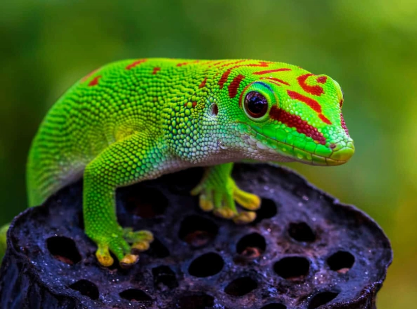 chameleon gecko care chameleon gecko care