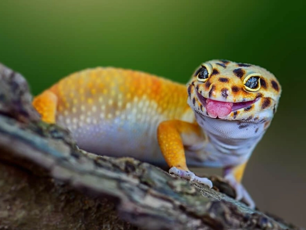 how to care for a leopard gecko how to care for a leopard gecko