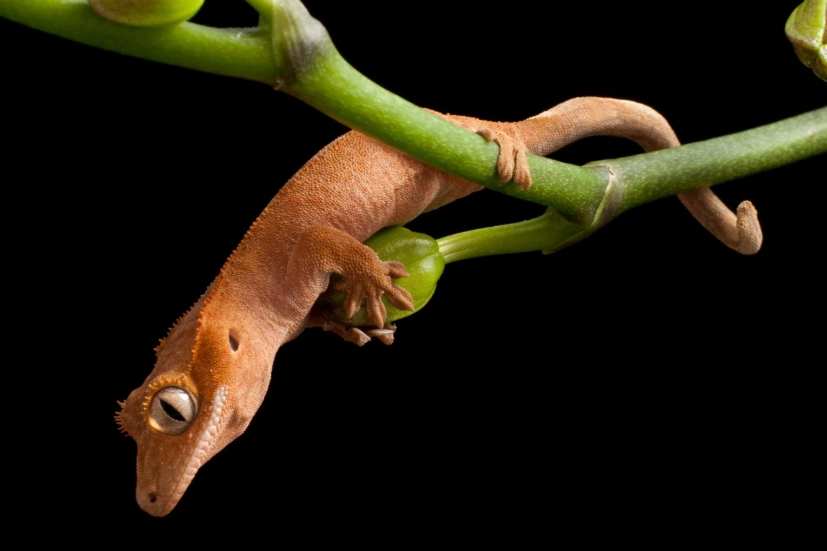 crested gecko care crested gecko care