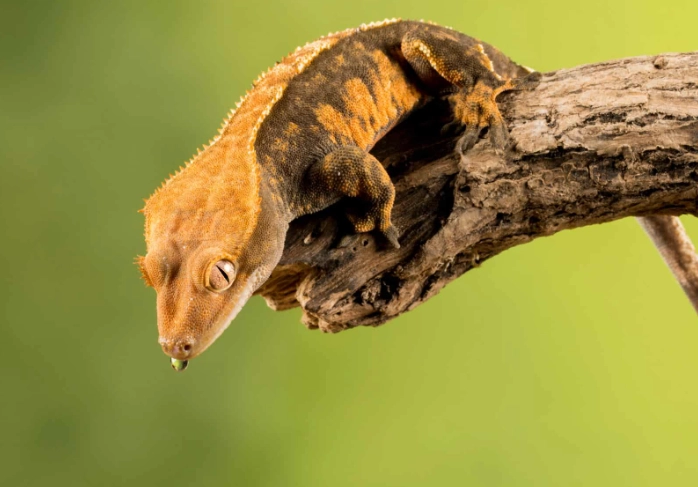 crested gecko enclosure