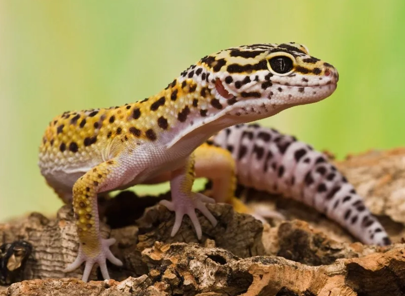 how to care for a leopard gecko how to care for a leopard gecko