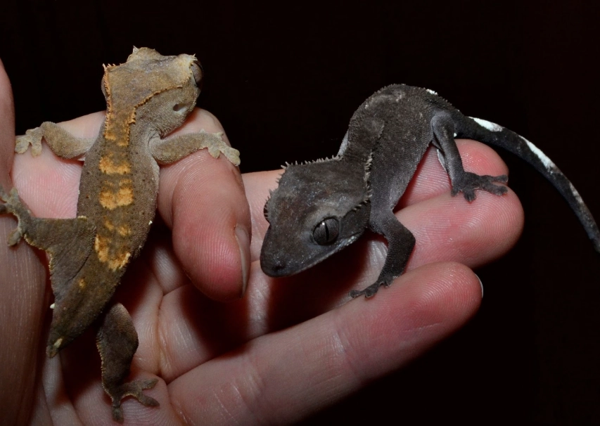 Should I get 1 or 2 crested geckos?