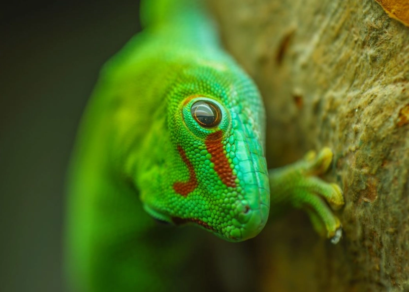 chameleon gecko pet chameleon gecko pet