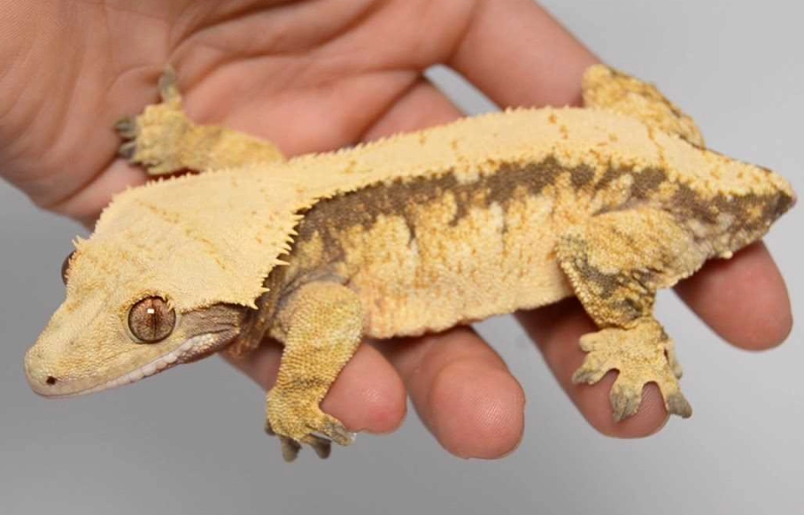 are leopard geckos friendly