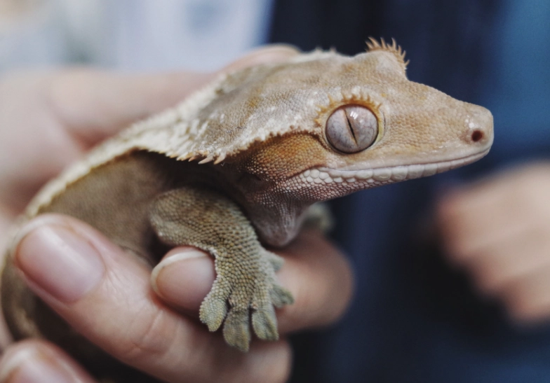 caring for crested gecko