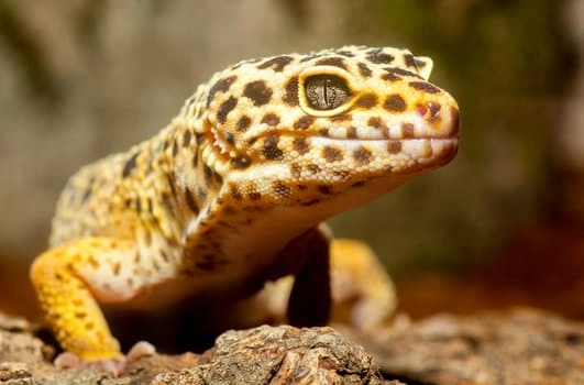 are leopard geckos friendly