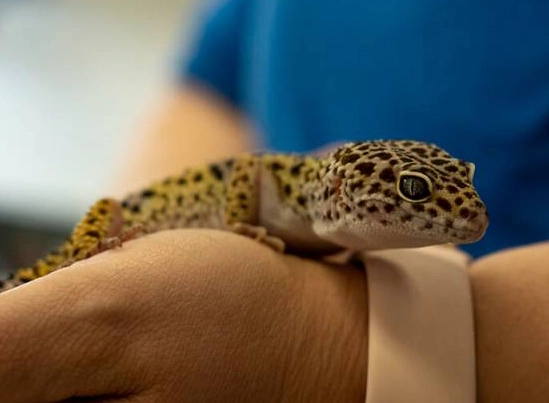 tame leopard gecko