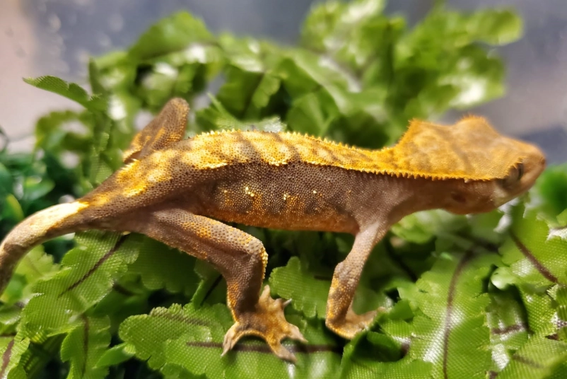 how many crested geckos how many crested geckos