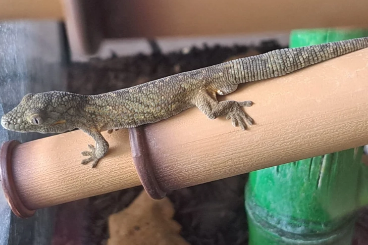 chameleon gecko species chameleon gecko species