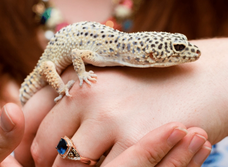 Do spotted geckos like to be held?