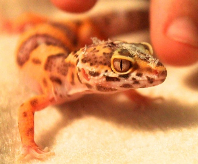 Are leopard geckos easy to take care of