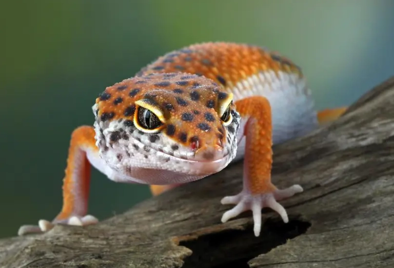 Leopard gecko care Leopard gecko care