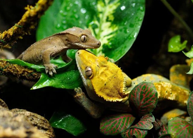 single vs multiple crested geckos single vs multiple crested geckos