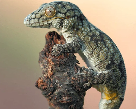 pet gecko breeds pet gecko breeds