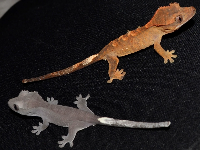 how many crested geckos how many crested geckos