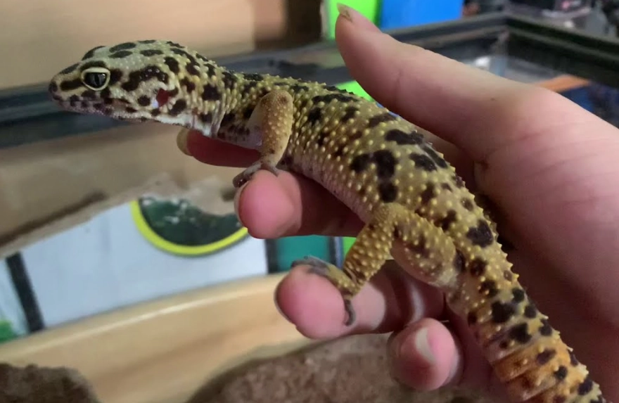 leopard gecko care