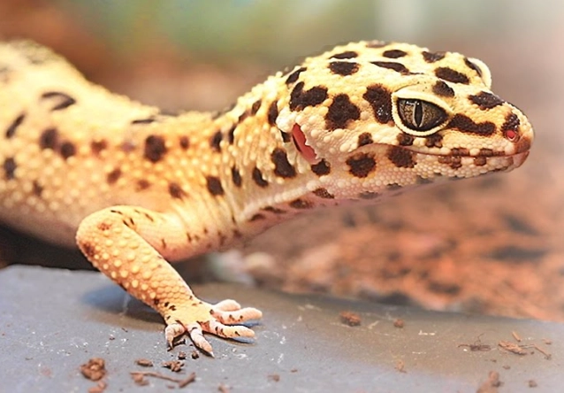 Leopard gecko care Leopard gecko care