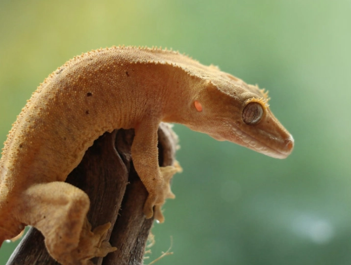 are crested geckos good pets