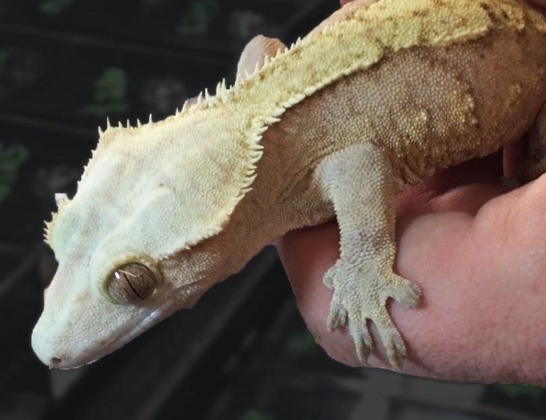Are crested geckos good pets?