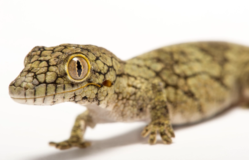 gecko care guide gecko care guide