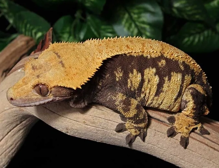 are chameleon geckos good pets are chameleon geckos good pets