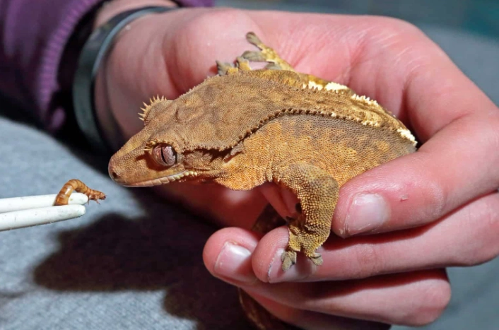 crested gecko diet