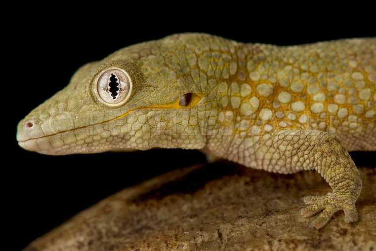 pet gecko breeds pet gecko breeds