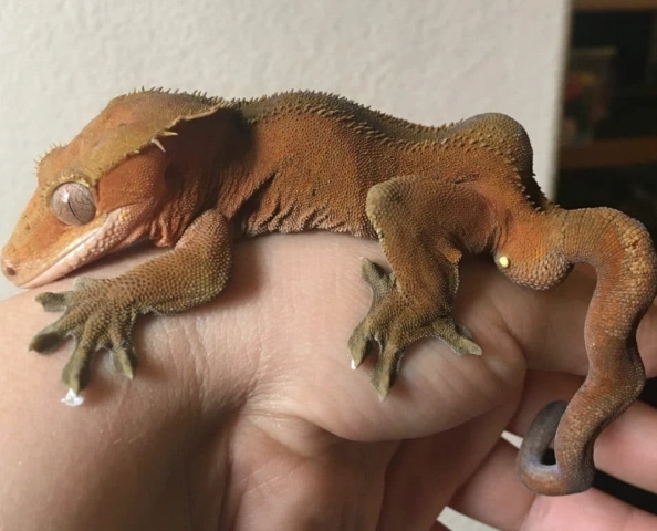 crested gecko care crested gecko care