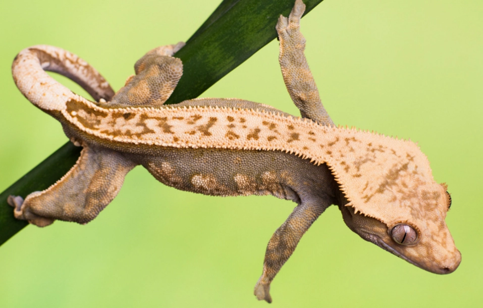 crested gecko care