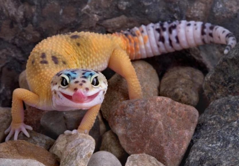 how to care for a leopard gecko how to care for a leopard gecko
