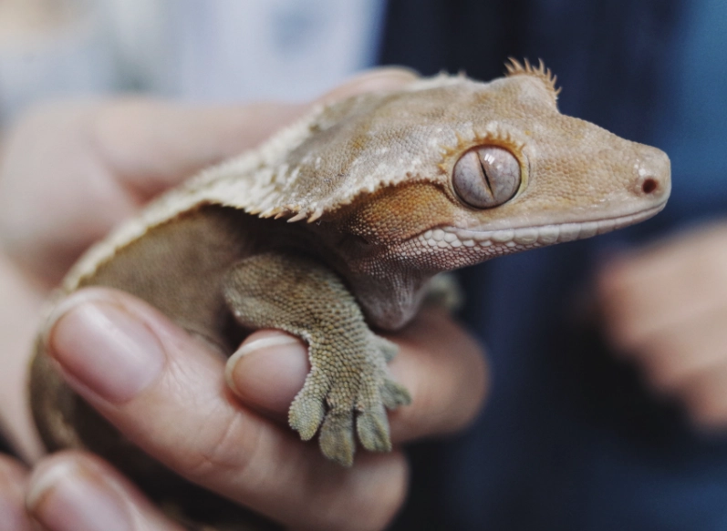 Crested gecko care