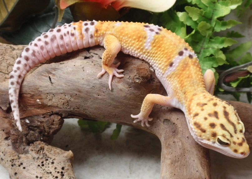 Leopard gecko care Leopard gecko care