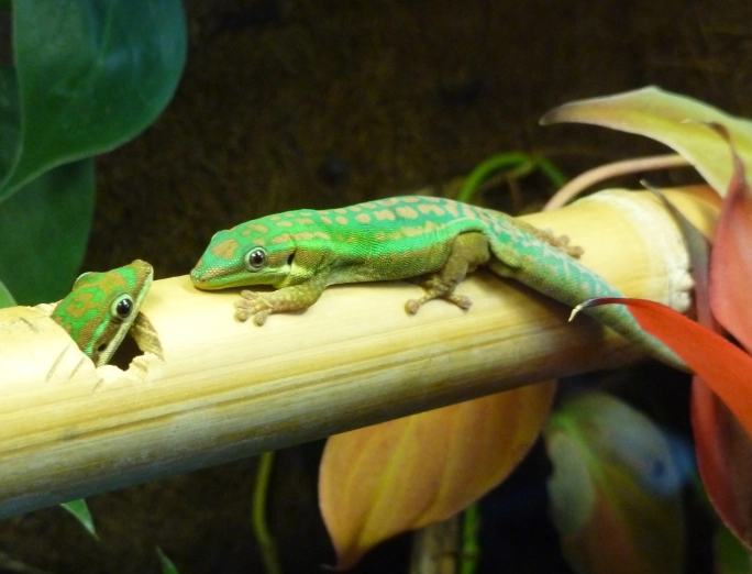 chameleon gecko care chameleon gecko care